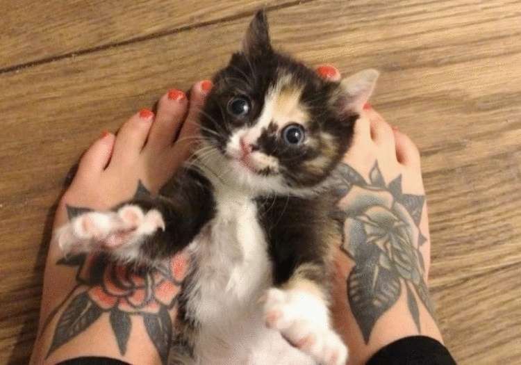 Il gattino, che è stato pompato fuori da neonato, è cresciuto e ha imparato a sorridere