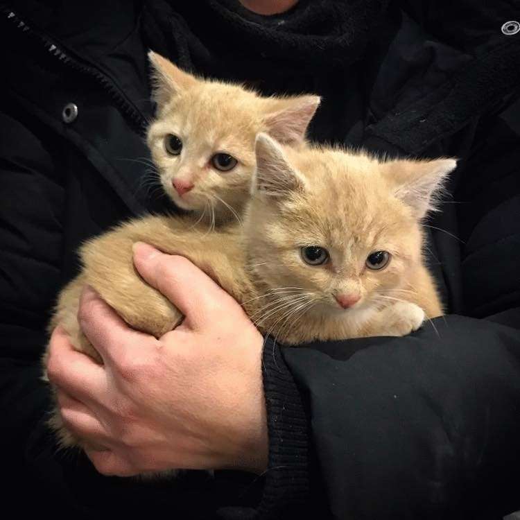 I gattini affamati trovati nella zona industriale sono pronti a tutto l'uno per l'altro