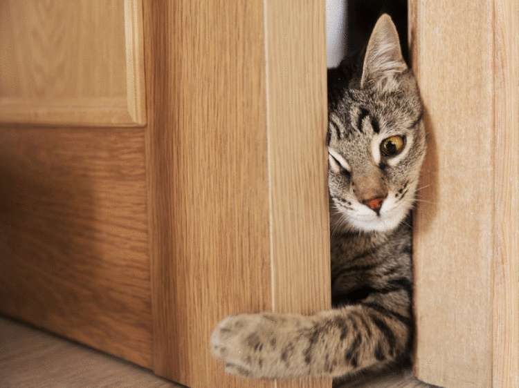 5 errori fatali che fanno le persone dei gatti