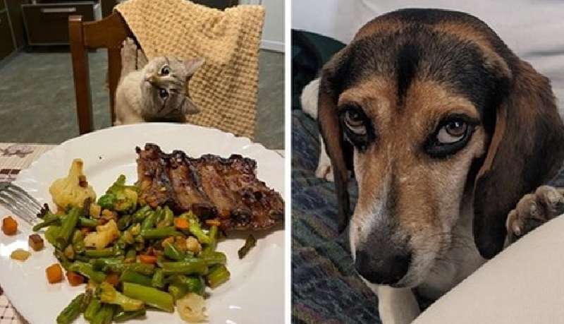 15 animali domestici che sanno come suggerire al loro proprietario che è ora di dar loro da mangiare e lo fanno in modo molto efficace