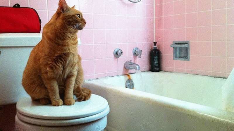 7 cose più difficili da fare quando si vive con un gatto