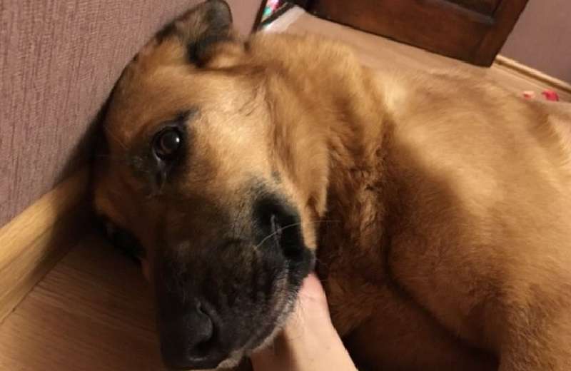 La fortuna si è allontanata dal cane per ben 5 anni. Viveva in un orfanotrofio sognando una casa