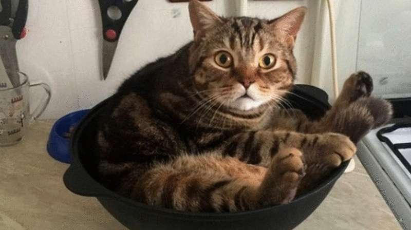 15 gatti che hanno avuto solo un secondo per diventare famosi. E ne hanno approfittato appieno.
