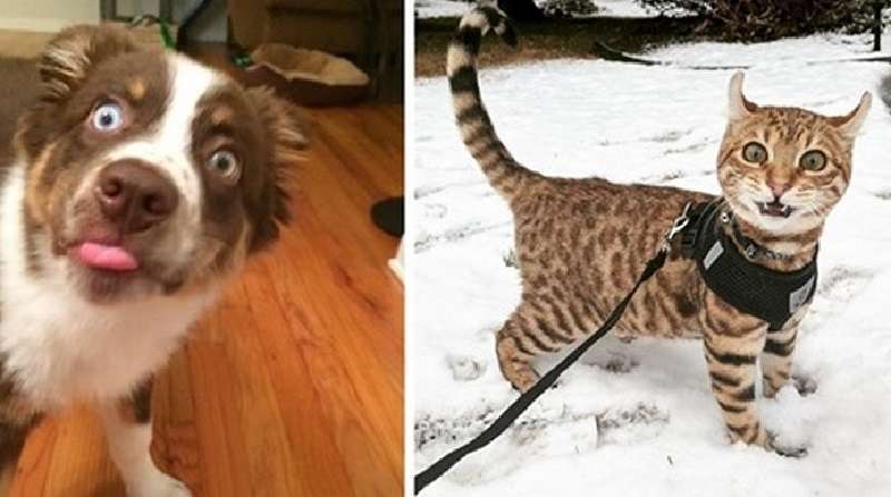 15 animali domestici che hanno provato qualcosa per la prima volta e la loro reazione è stata impagabile