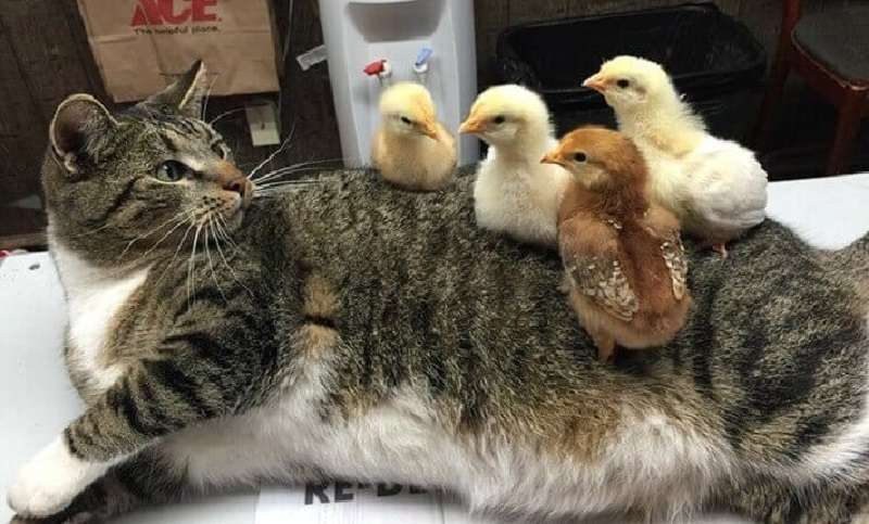Non lasciare che il gatto dorma
