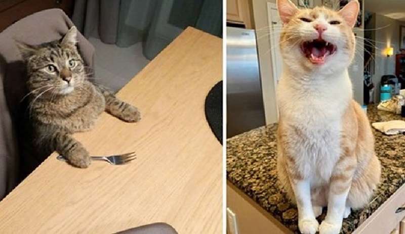 Nessuno ha avvertito che avrebbero mangiato così tanto: 15 foto di amanti dei gatti sorpresi