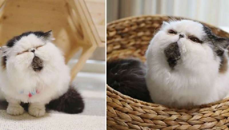 Incontra il gatto Zuu, il cui viso conquisterà ogni cuore