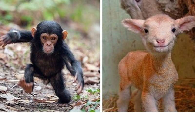 15 immagini di cuccioli di animale appena nati e pronti a prendere i tuoi cuori