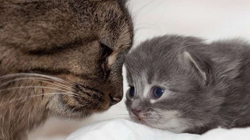 11 prove che i nostri gatti sono noi stessi, solo in cappotti di lana