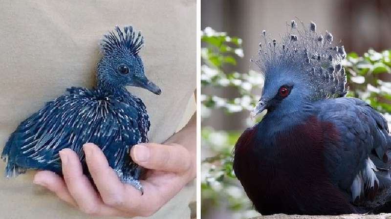 Ecco il piccione più bello del pianeta. Può diventare molto grande!