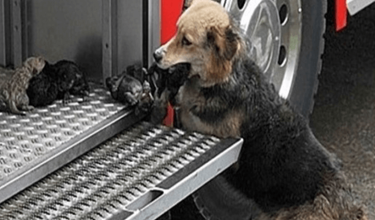 Un’eroica mamma cane ha attraversato più volte un incendio per salvare i suoi cuccioli