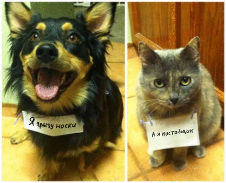 15 gattini che hanno sbagliato e sono molto dispiaciuti