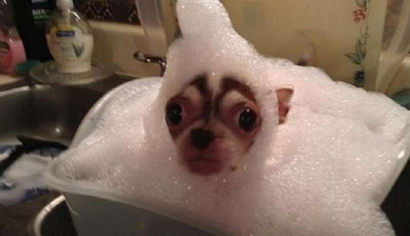 15 buffi animali costretti a fare il bagno