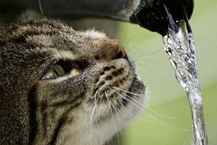 “Non molto tempo fa ho iniziato a ricevere bollette dell’acqua assurde” – storia divertente
