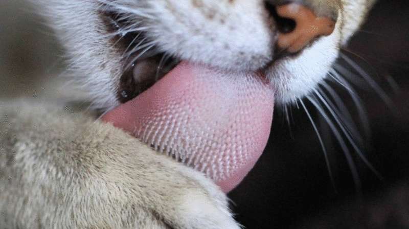 Il miglior pennello: gli scienziati hanno scoperto i segreti della lingua del gatto e hanno creato la sua controparte artificiale