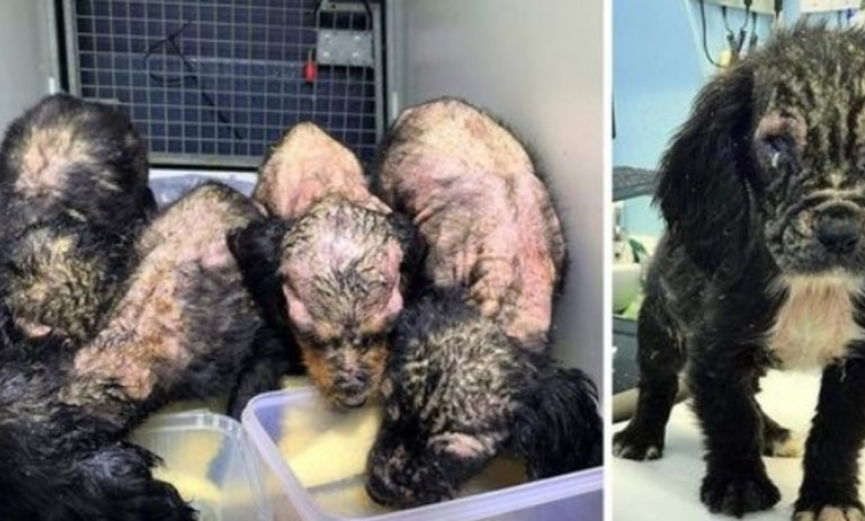 Quattro cuccioli sono stati trovati in decomposizione, ma uno si è rivelato diverso dagli altri