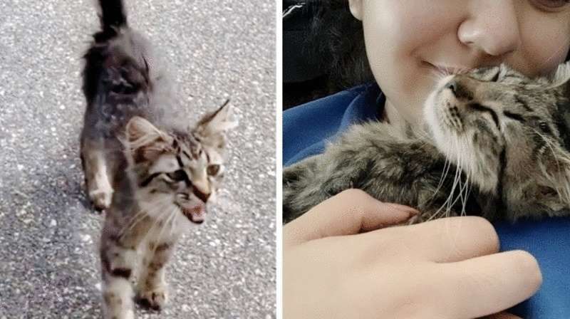 Un gattino senzatetto si è avvicinato a una dog sitter sconosciuta per andare a vivere con lei