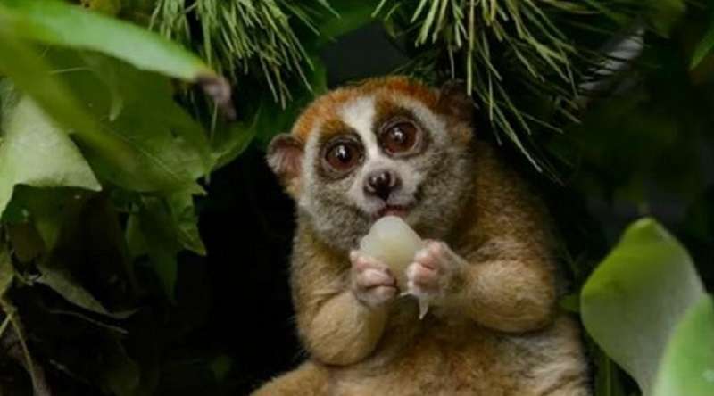 7 animali pericolosi che pensiamo siano gentili e carini