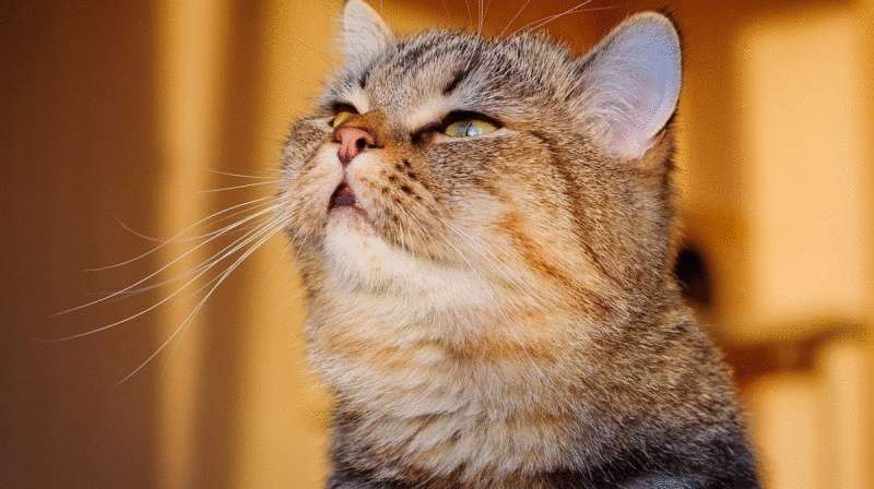 Gli svantaggi di avere un gatto in appartamento: come aggirarli