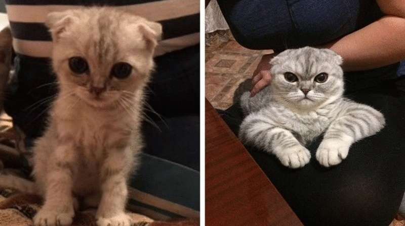 Un flash mob che ha mostrato come i gattini si sono trasformati in gatti solidi