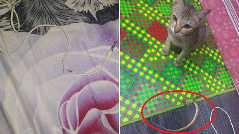 Un gattino coscienzioso ha deturpato le cuffie del proprietario e ha ottenuto un risarcimento