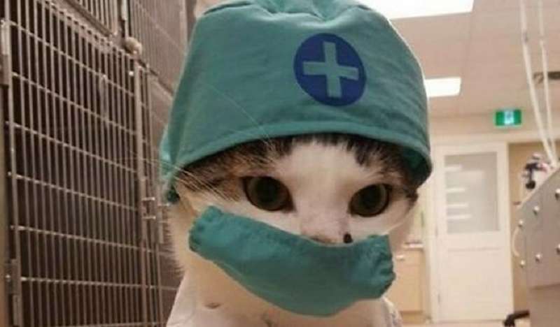 I gatti che lavorano più duramente al mondo! Lavorare anche senza retribuzione.