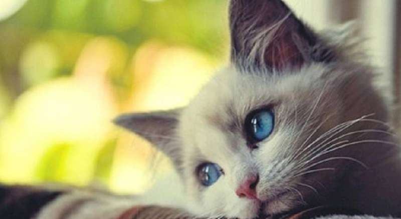 I gatti si annoiano quando i loro padroni non ci sono?
