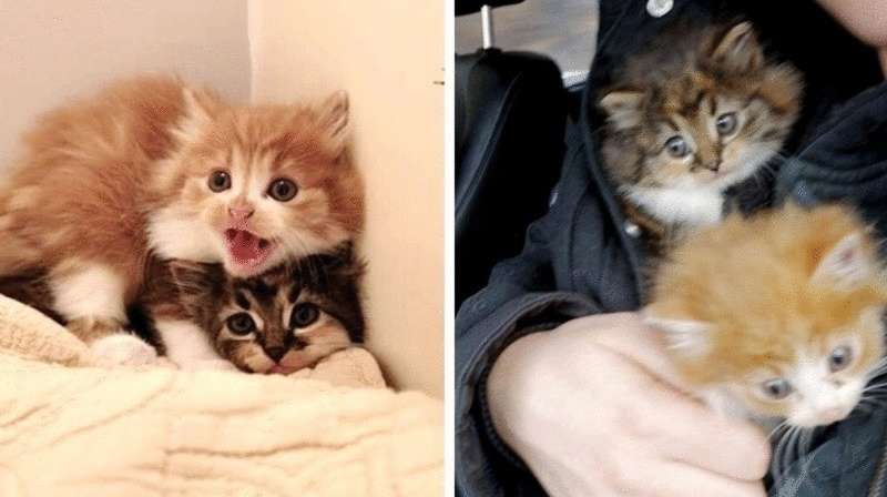 Una gatta sterilizzata ha portato a casa tre gattini indifesi: non sono i suoi figli!