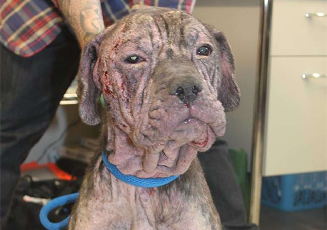Cane randagio si presenta alla porta di un uomo in una notte fredda e chiede di essere salvato
