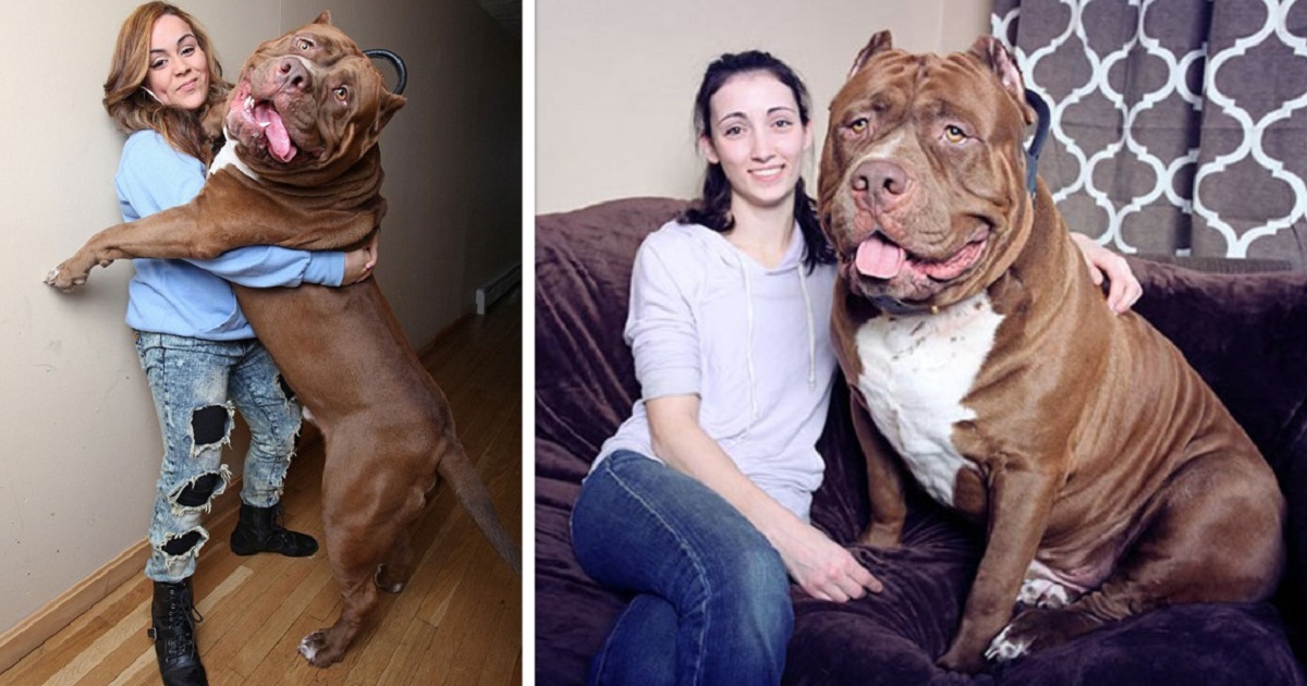 Ecco Hulk, che pesa 173 libbre, è il Pit Bull più grande del mondo e sta ancora crescendo
