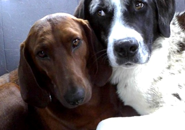 Un cane che stava per essere adottato si è rifiutato di abbandonare il suo migliore amico
