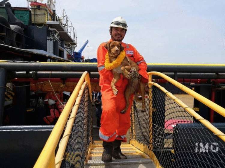 I lavoratori di una piattaforma di trivellazione in mare hanno salvato un cane a 217 km dalla costa!