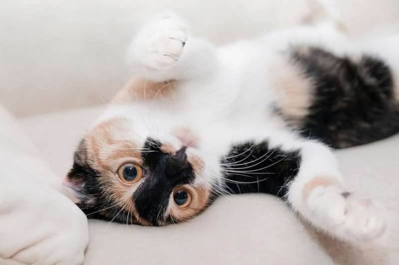 Gli ospiti hanno ferito il mio gatto e li ho cacciati di casa