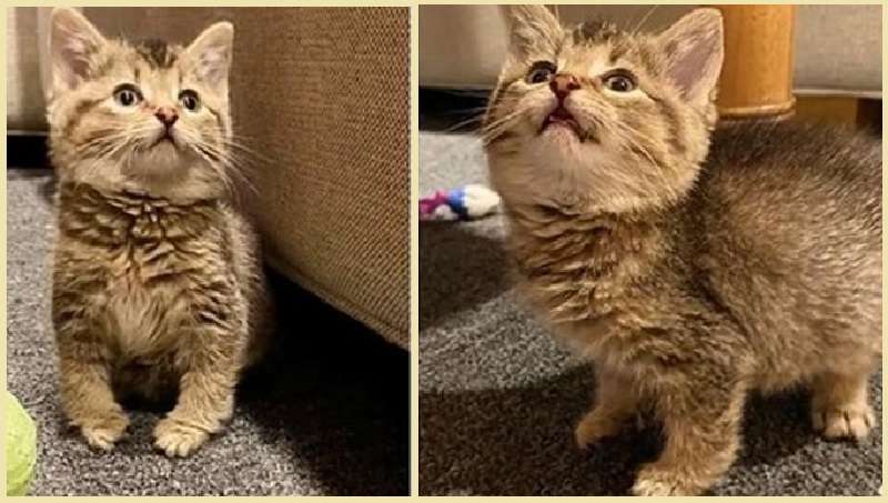 Il gattino rimbalza come un coniglio, ma la sua caratteristica principale è l’anima