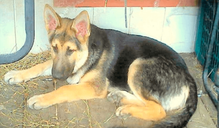 Dopo 2381 giorni di rifiuto, un triste cane da ricovero si limita a un angolo solitario
