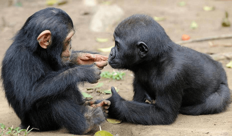 Le fotografie catturano il bellissimo rapporto tra un cucciolo di gorilla e uno scimpanzé
