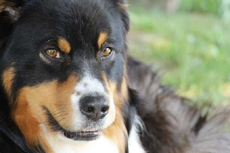 Il punto di vista degli scienziati: come i cani riconoscono le persone cattive