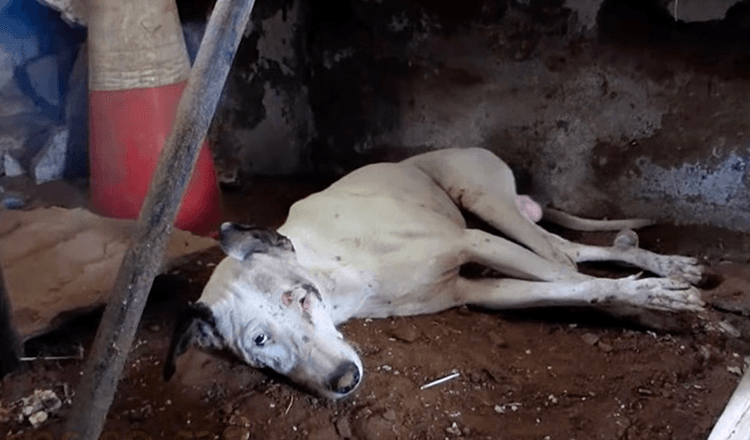 Cane che striscia in un edificio vuoto dopo aver perso ogni speranza viene finalmente salvato