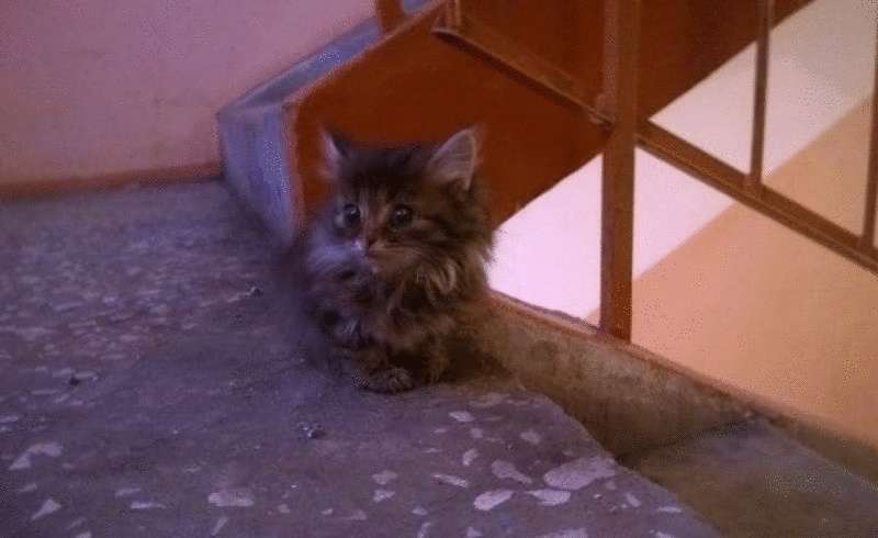 Il gattino del seminterrato ha scelto la sua casa ed è diventato Marchese