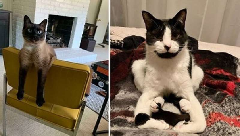 Inadeguatezza felina: 15 foto