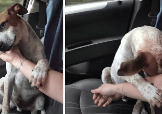 Un ringraziamento straziante da parte del cane morente lascia il soccorritore in lacrime