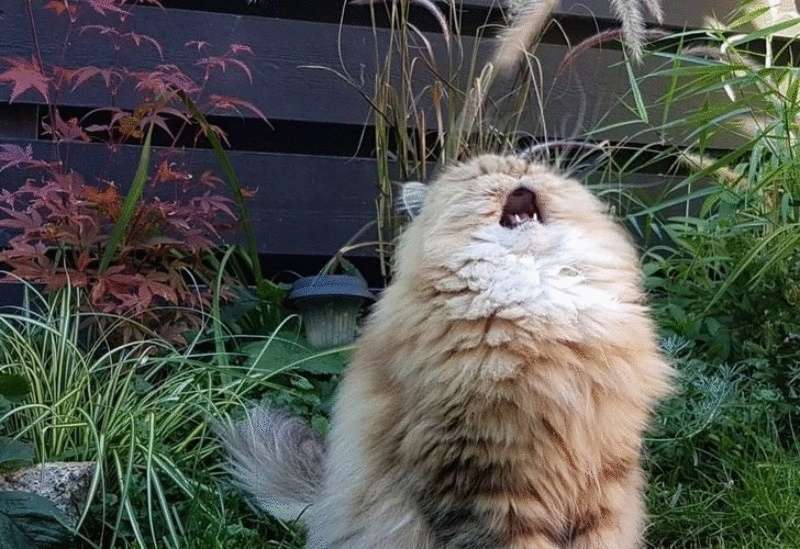 Perché le persone hanno bisogno di animali domestici – 15 risposte fotografiche