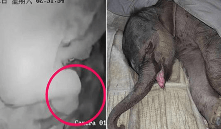 Un cucciolo di elefante appena nato viene attaccato dalla madre e respinto; piange per cinque ore