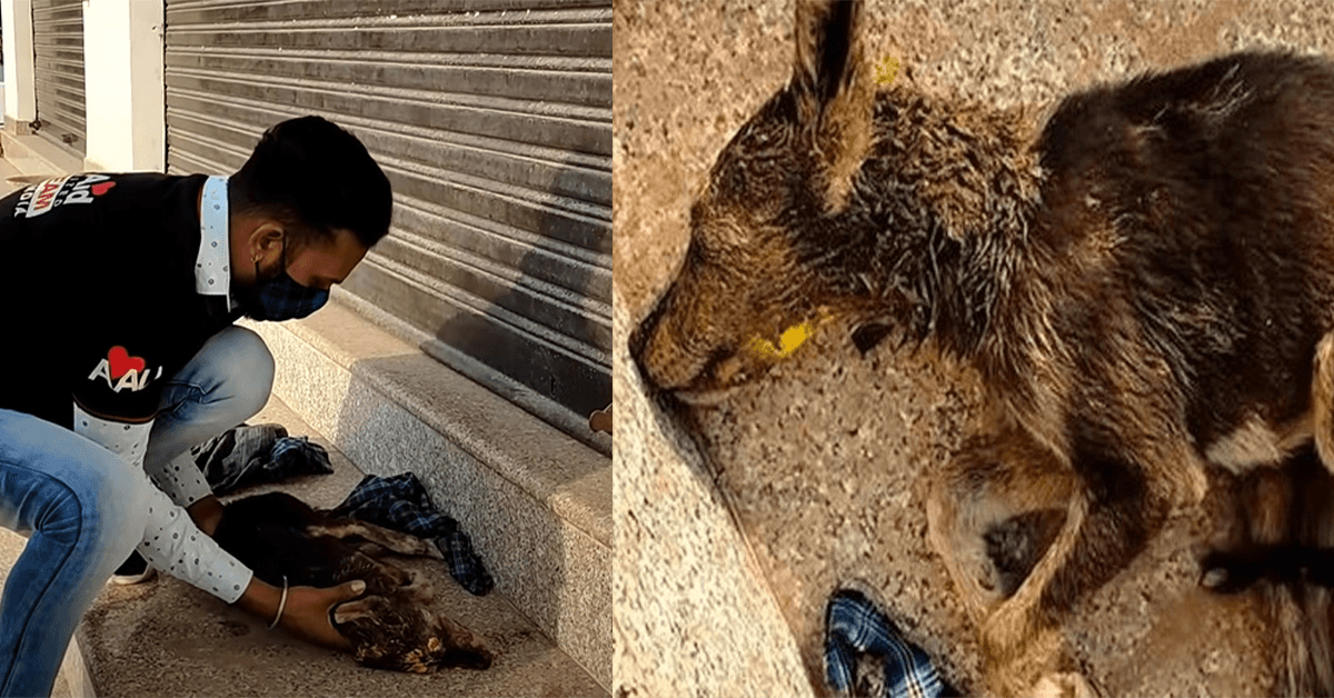 Un cucciolo svenuto si sveglia il giorno dopo e si ritrova circondato dalla speranza