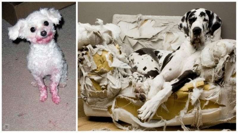 15 foto di cani che si divertono a più non posso
