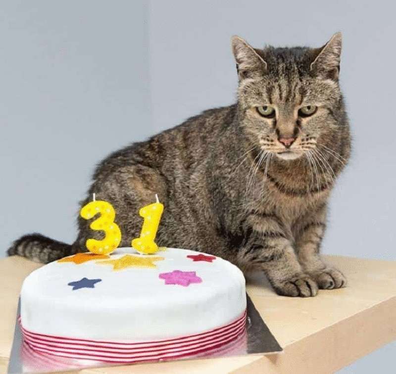 Il gatto più vecchio del mondo compie 31 anni