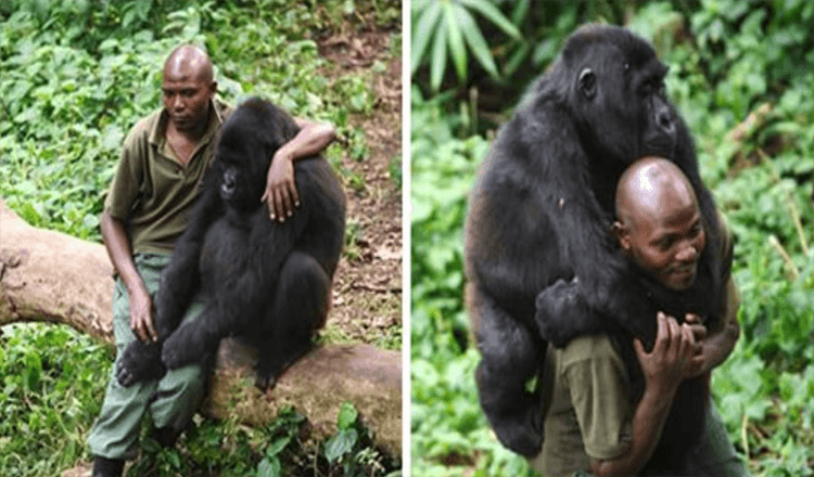 Il ranger del parco conforta il gorilla che ha appena perso la mamma