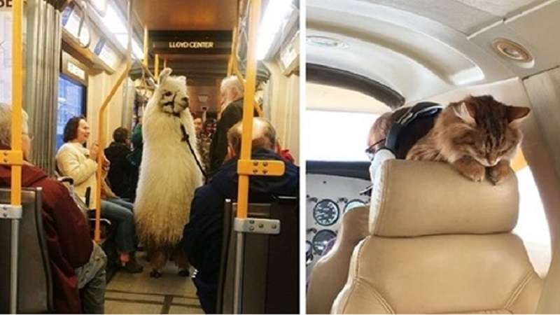 15 casi in cui le persone hanno portato in viaggio i loro amati animali domestici che hanno risollevato il morale dei proprietari e di tutti coloro che li circondavano