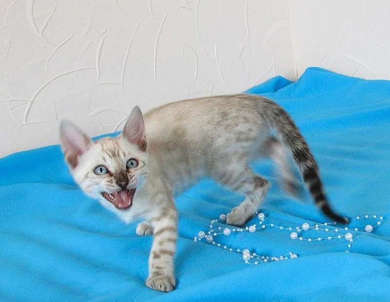 Un gattino non è un giocattolo! È un bambino piccolo che ha bisogno di amore e di cure!