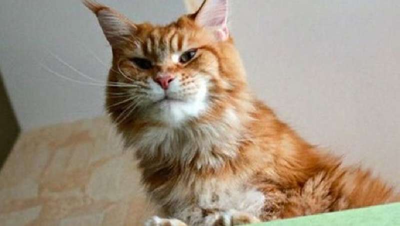 Megapositive: una storia divertente sull’addestramento dei gatti e dei loro proprietari